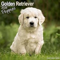 Golden Retriever Puppies 2026 Calendar