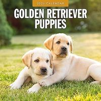 Golden Retriever Puppies 2026 Calendar