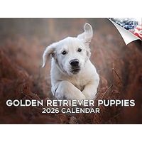 Golden Retriever Puppies 2026 Calendar