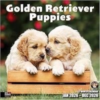 Golden Retriever Puppies 2026 Calendar