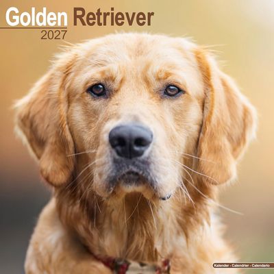 Golden Retrievers 2027 Calendar