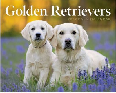Golden Retrievers 2027 Desk Calendar