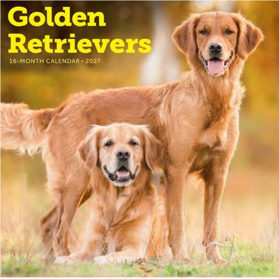 Golden Retrievers 2027 Wall Calendar
