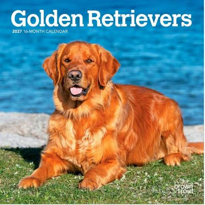 Golden Retrievers 2027 Mini Wall Calendar
