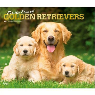 Golden Retrievers 2027 Deluxe Wall Calendar