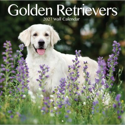 Golden Retrievers Photo 2027 Wall Calendar