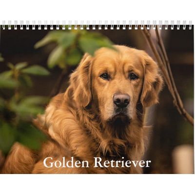 Golden Retrievers 2027 Calendar