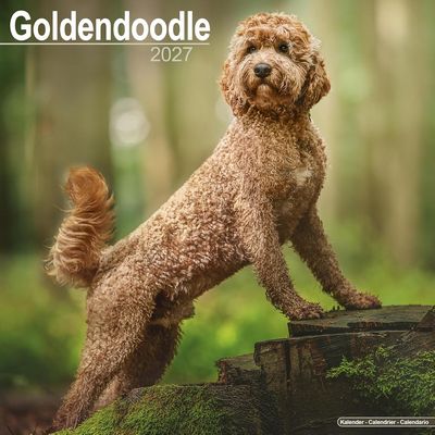 Goldendoodle 2027 Wall Calendar