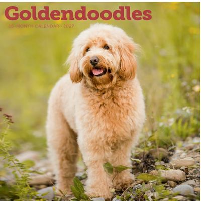 Goldendoodles 2027 Wall Calendar