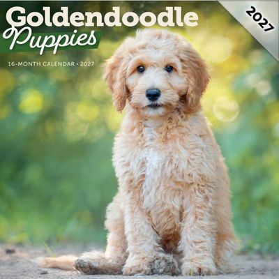 Goldendoodle Puppies 2027 Calendar