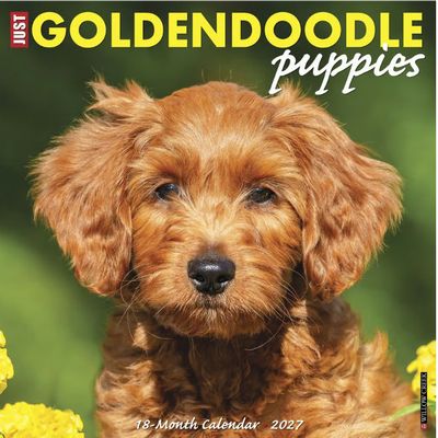 Goldendoodle Puppies 2027 Calendar