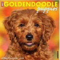 Goldendoodle Puppies 2026 Calendar