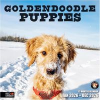 Goldendoodle Puppies 2026 Calendar
