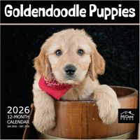 Goldendoodle Puppies 2026 Calendar