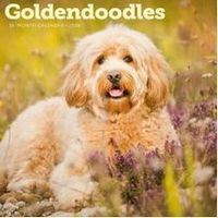 Goldendoodles 2026 Calendar