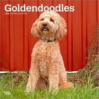 Goldendoodle Calendars