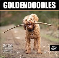 Goldendoodles 2026 Calendar