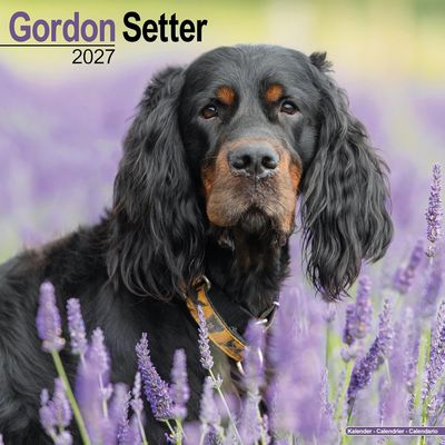 Gordon Setter 2027 Calendar