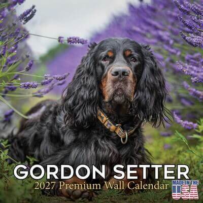 Gordon Setter 2027 Calendar