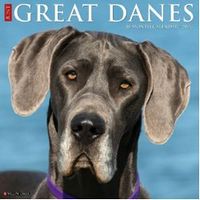 Great Danes 2026 Calendar
