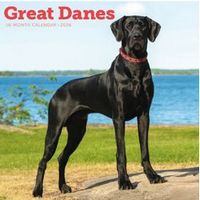 Great Danes 2026 Calendar
