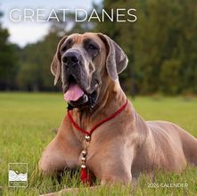 Great Danes 2026 Calendar