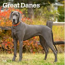 Great Danes 2026 Calendar