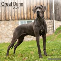 Great Danes 2026 Calendar