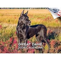 Great Danes 2026 Calendar