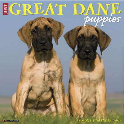 Great Dane Puppies 2027 Wall Calendar