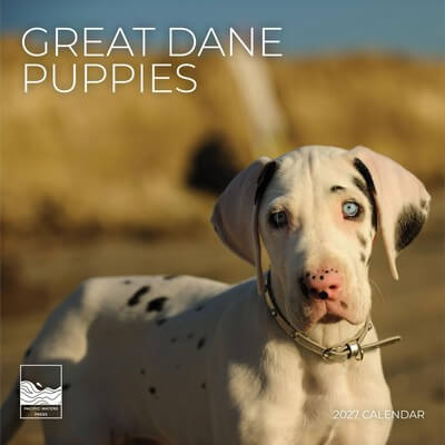 Great Dane Puppies 2027 Wall Calendar