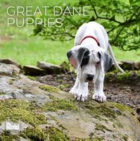 Great Dane Puppies 2026 Wall Calendar