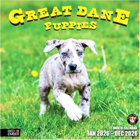 Great Dane Puppies 2026 Wall Calendar