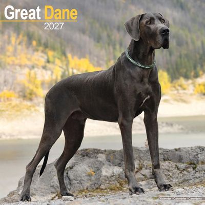 Great Danes 2027 Wall Calendar