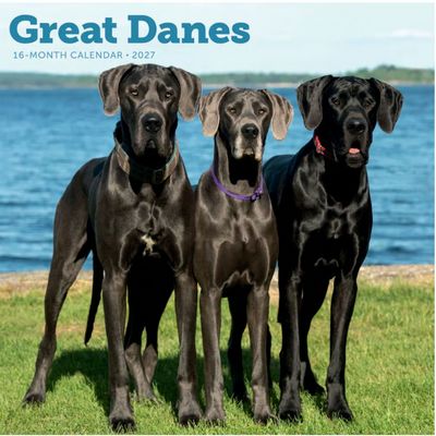 Great Danes 2027 Wall Calendar