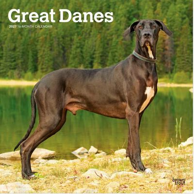 Great Danes 2027 Wall Calendar