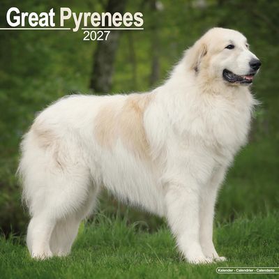 Great Pyrenees 2027 Calendar