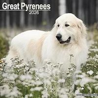 Great Pyrenees 2026 Calendar