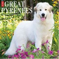 Great Pyrenees 2026 Calendar