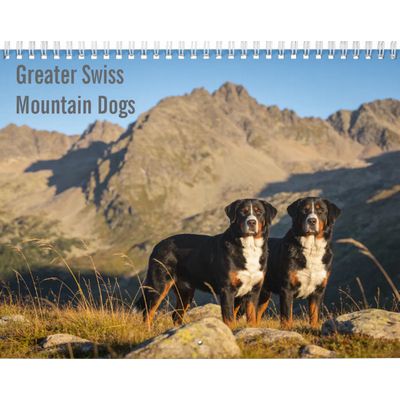 Greater Swiss Mountain Dog 2027 Calendar