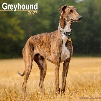 Greyhounds 2027 Calendar