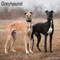 Greyhounds 2026 Calendar