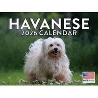 Havanese 2026 Calendar