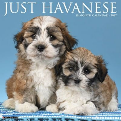 Havanese 2027 Calendar