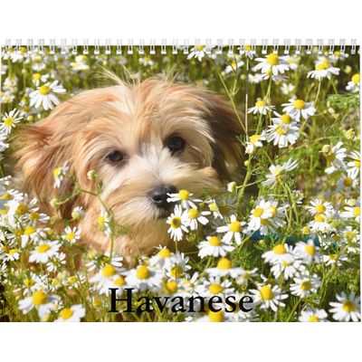 Havanese 2027 Calendar
