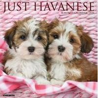 Just Havanese 2026 Calendar
