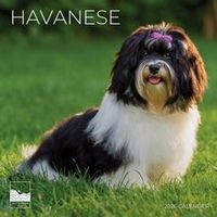 Just Havanese 2026 Calendar