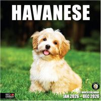 Havanese 2026 Calendar