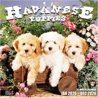 Havanese Puppies 2026 Calendar