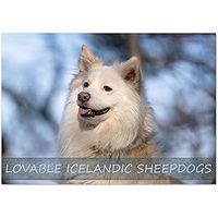 Icelandic Sheepdog 2026 Calendar